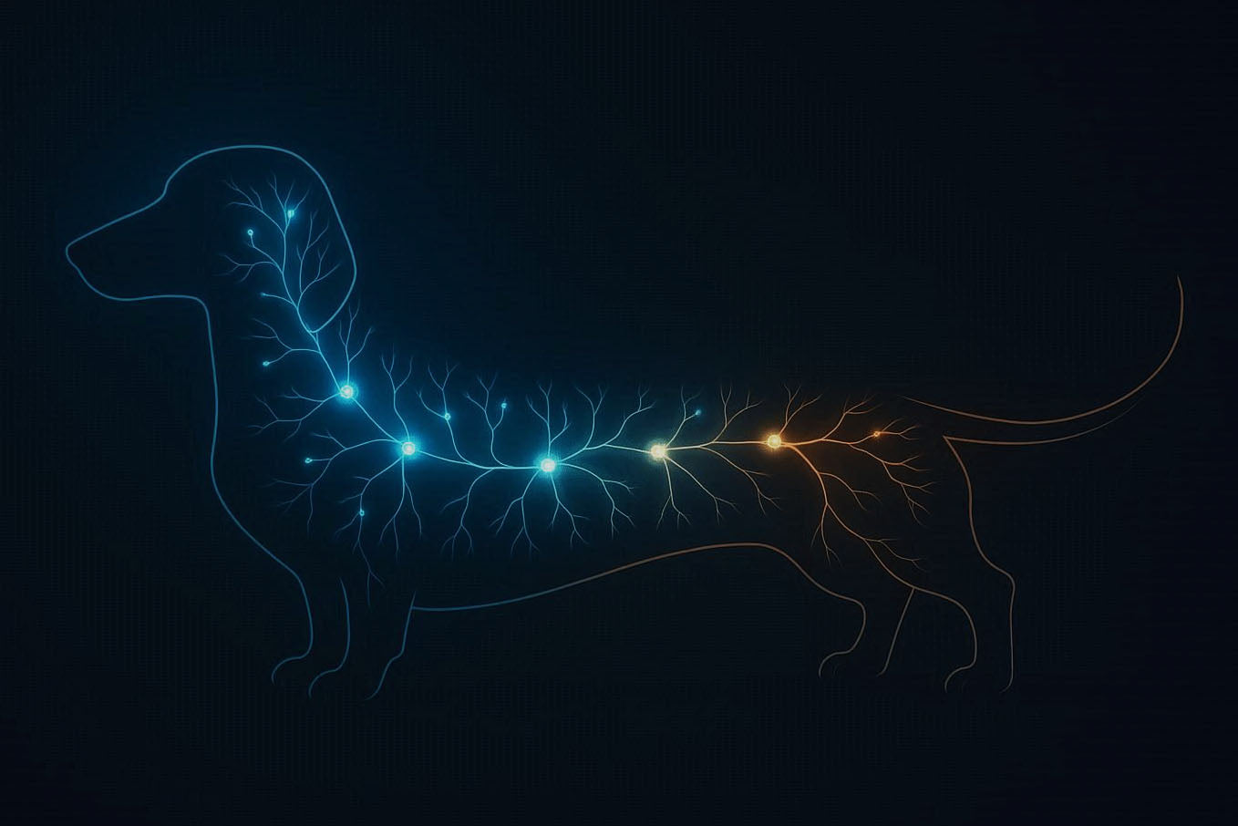 Healthy Weight Chart & Body Condition Guide for Your Dog