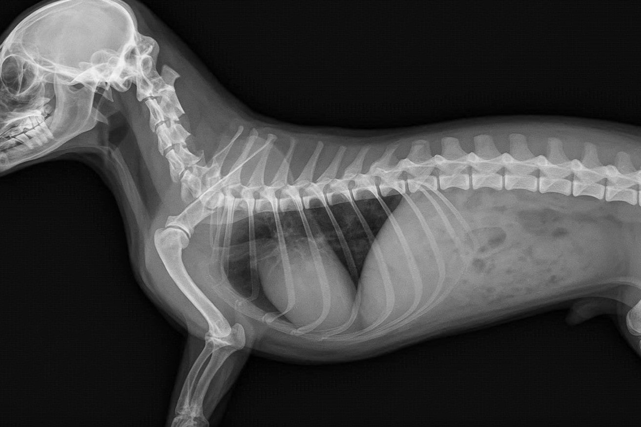 X-ray of a dachshund with IVDD